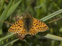 Boloria pales 3, Herdersparelmoervlinder, Saxifraga-Willem van Kruijsbergen